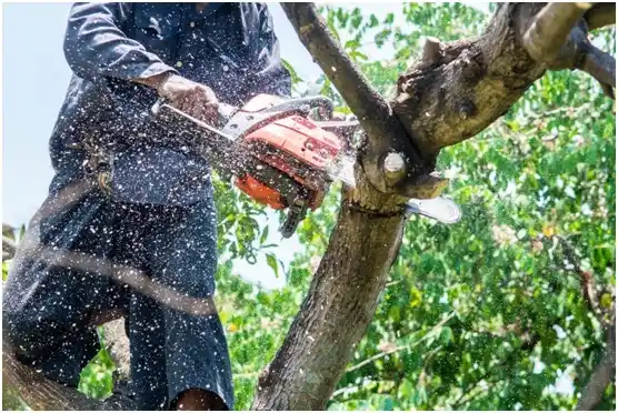 tree services Ripon